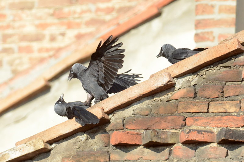 Avifauna humor