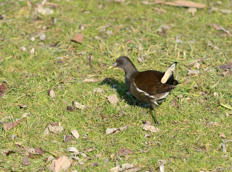 Avifauna humor