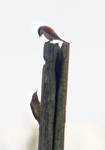 Avifauna humor