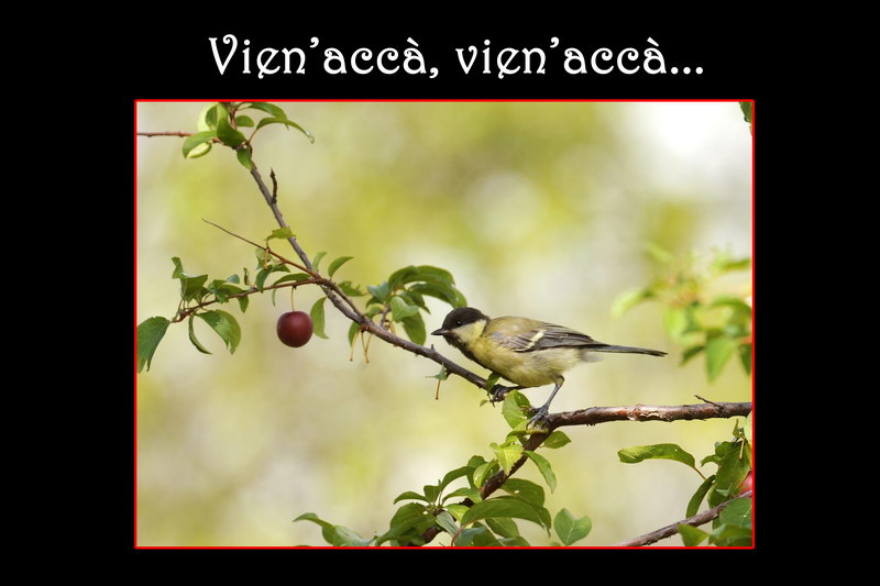 Avifauna humor