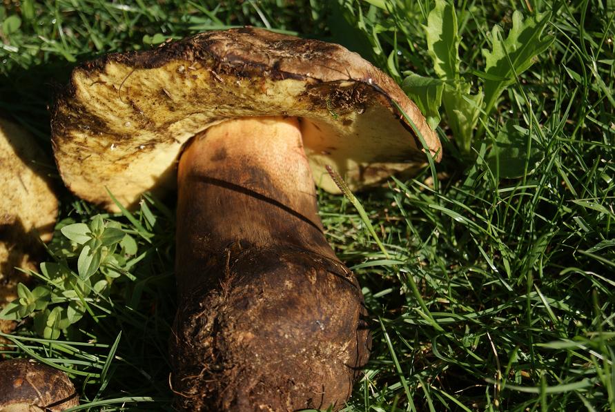 22/7/ boletus calopus.