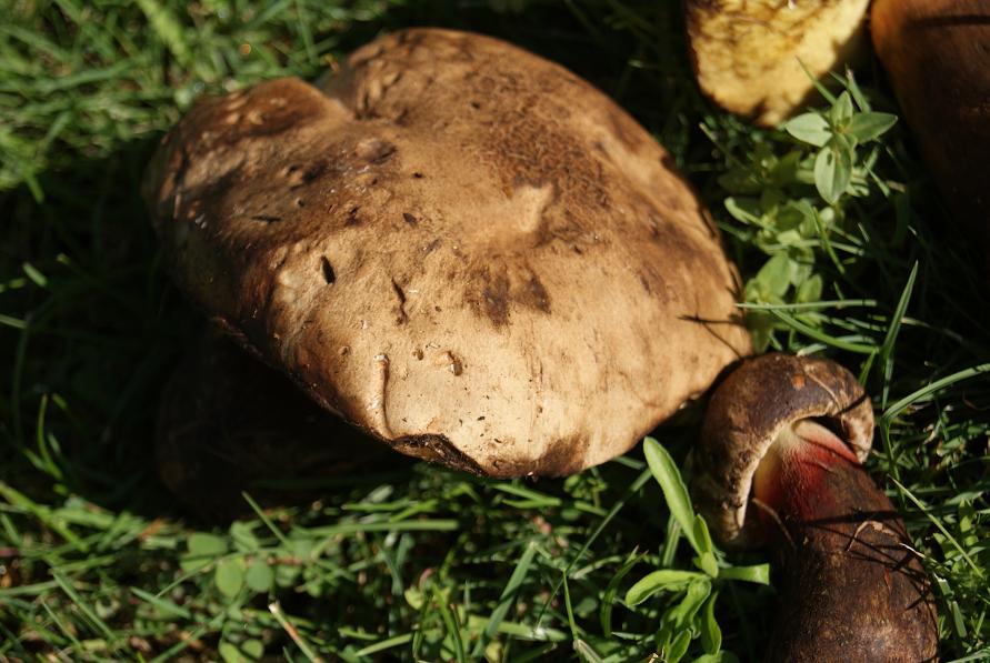 22/7/ boletus calopus.