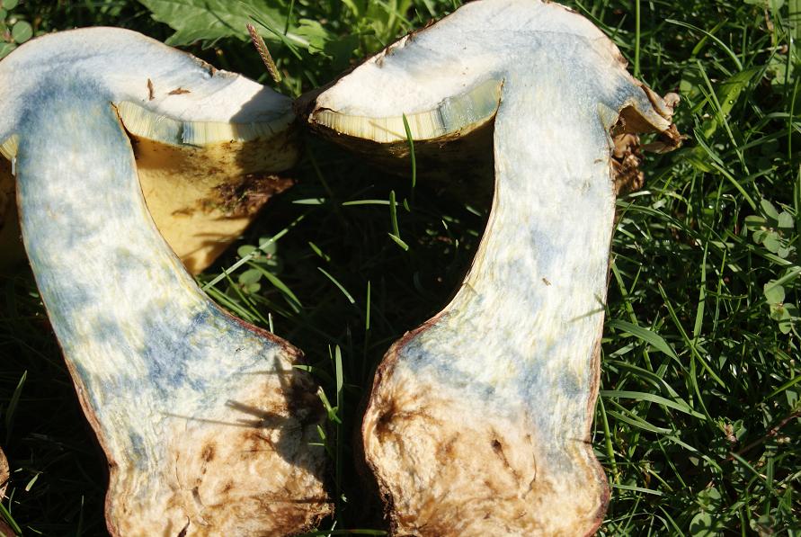 22/7/ boletus calopus.