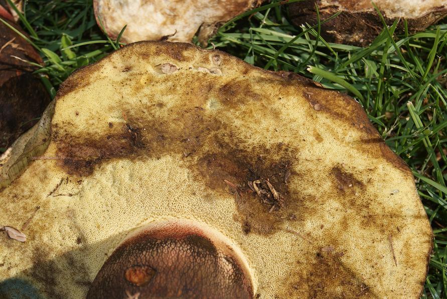 22/7/ boletus calopus.