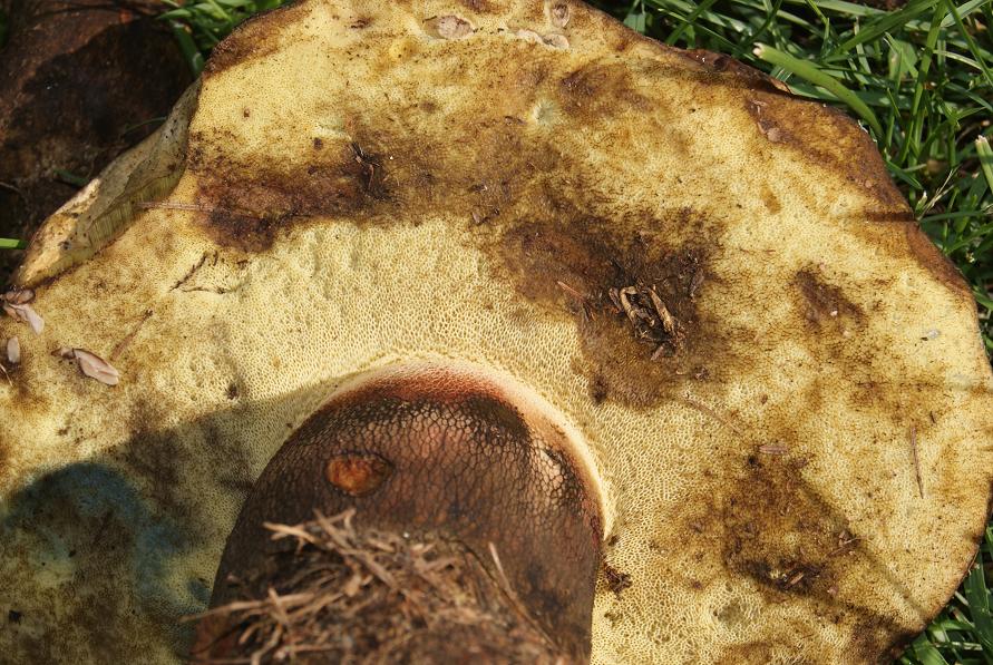 22/7/ boletus calopus.