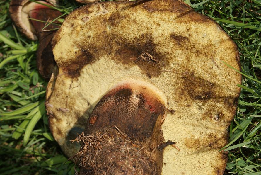 22/7/ boletus calopus.