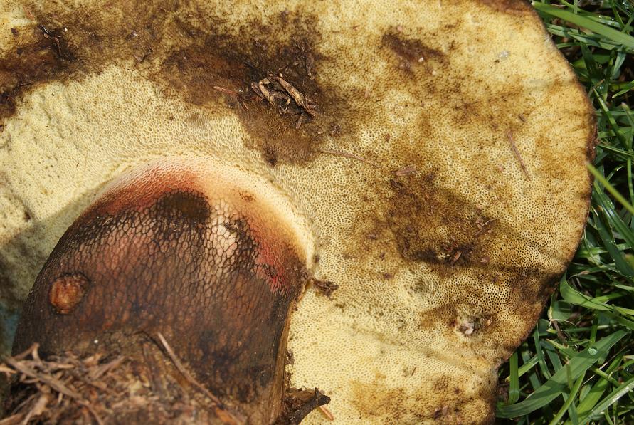22/7/ boletus calopus.