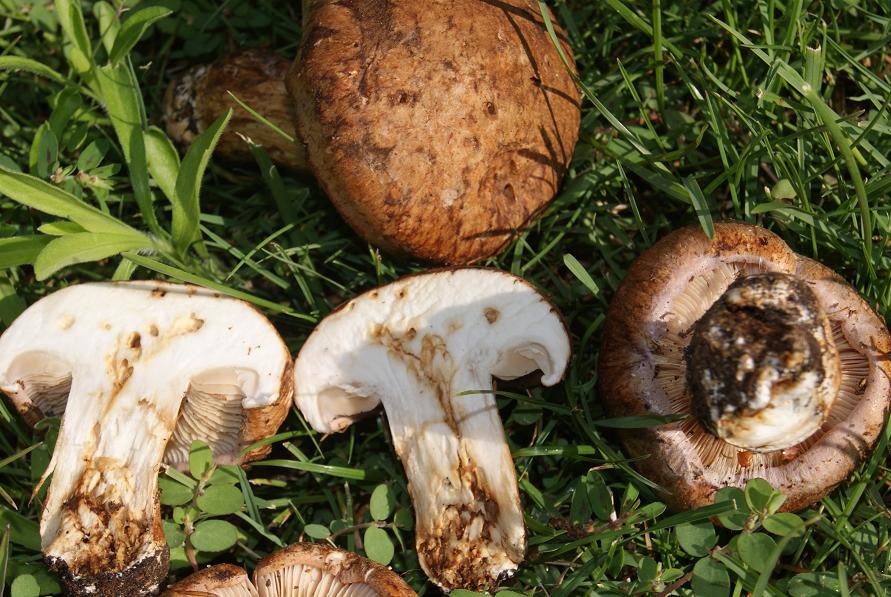 giorno 22/7/ cortinarius sp oppure?