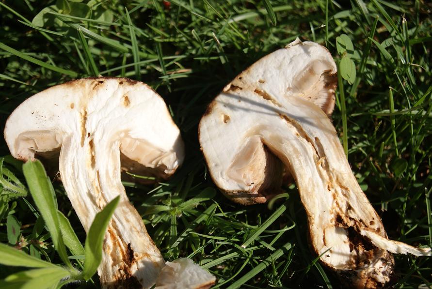 giorno 22/7/ cortinarius sp oppure?