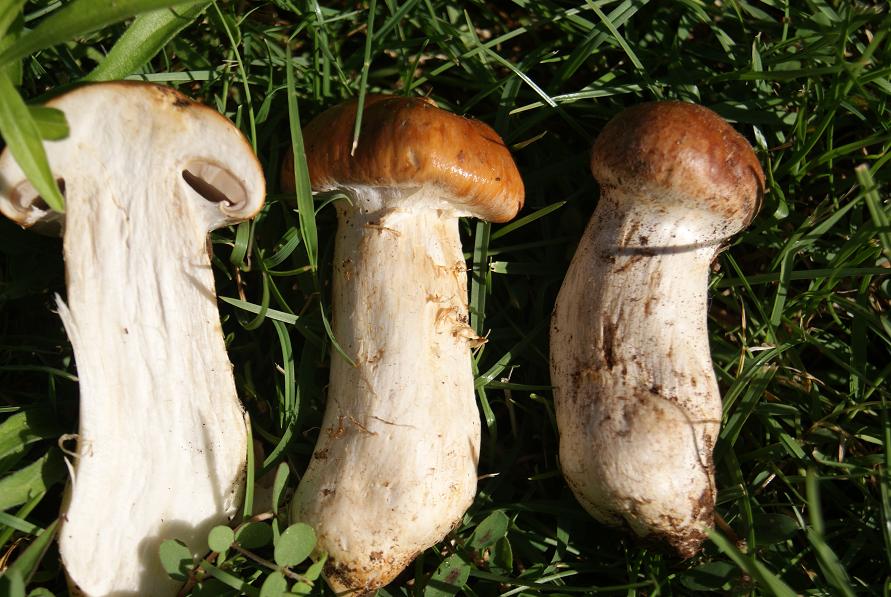 22/7/ cortinarius sp.