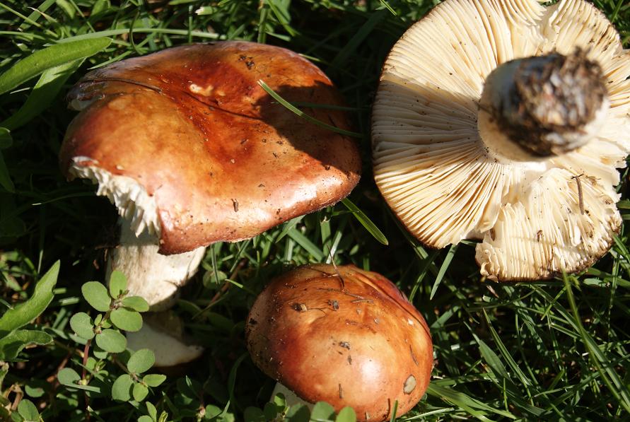 22/7/ russula sp (paludosa)?