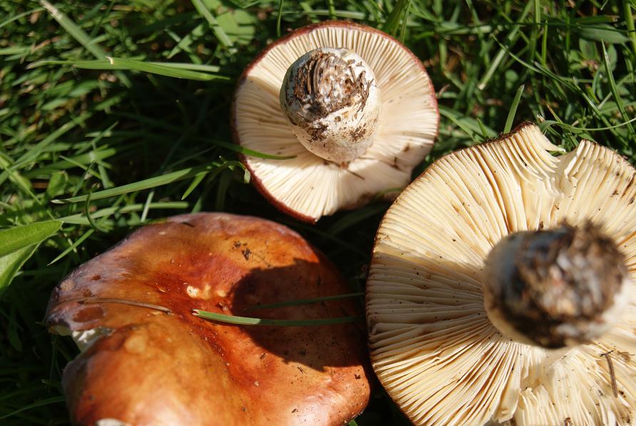 22/7/ russula sp (paludosa)?