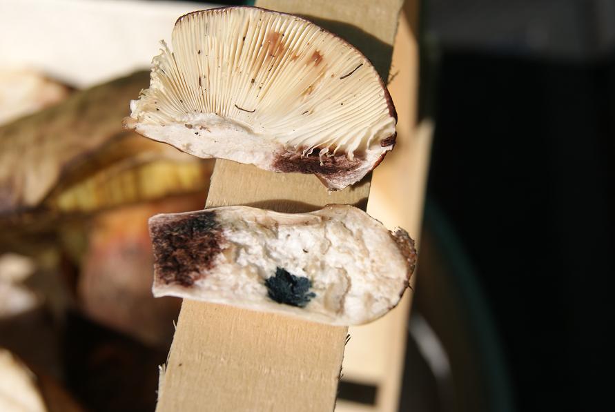 22/7/ russula sp (paludosa)?