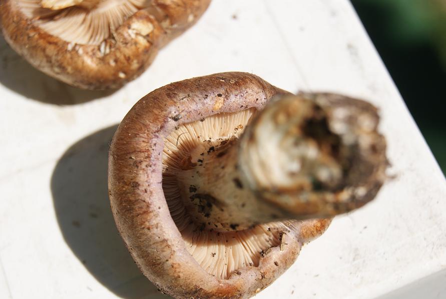 giorno 22/7/ cortinarius sp oppure?