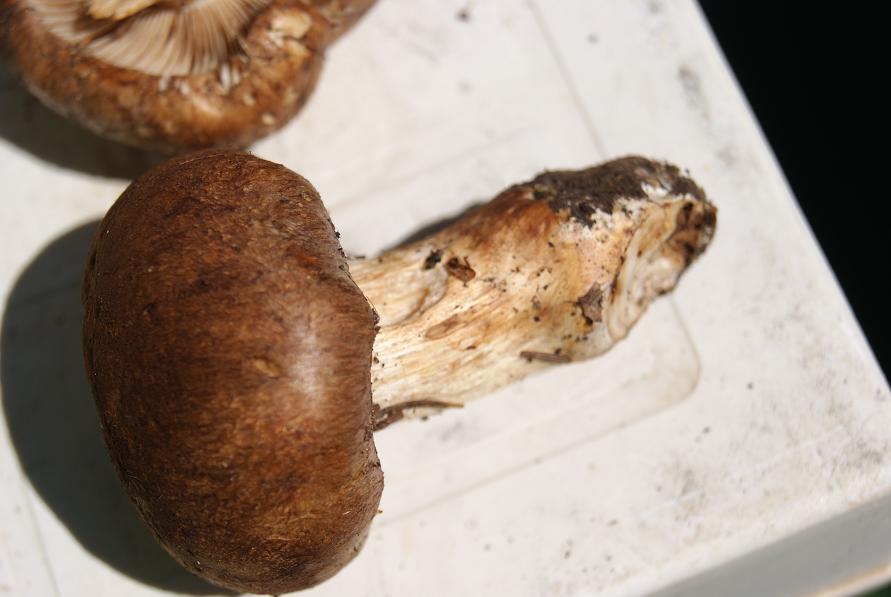 giorno 22/7/ cortinarius sp oppure?