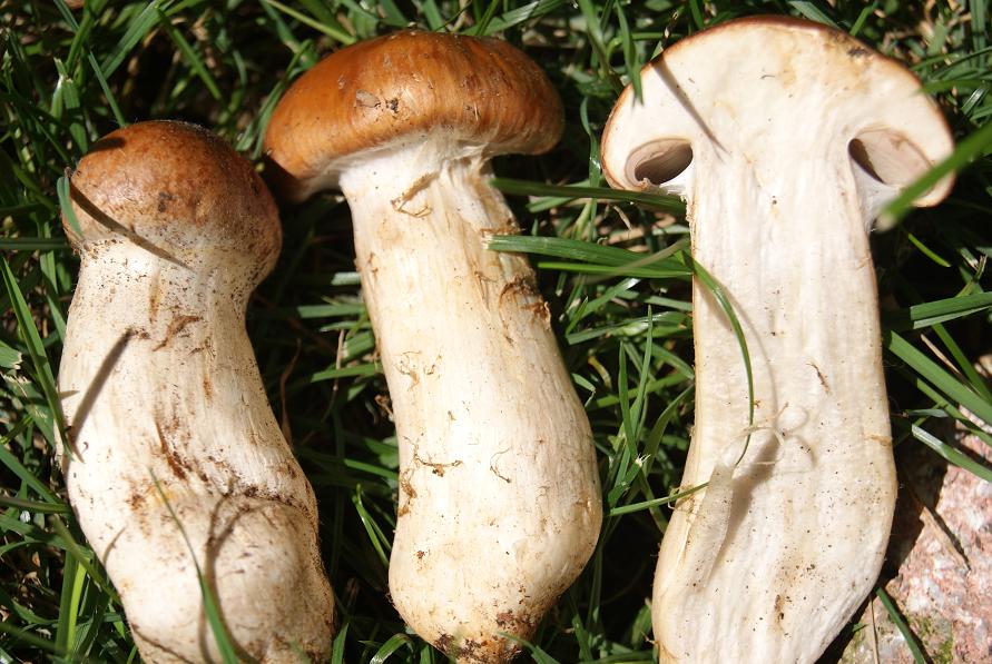 22/7/ cortinarius sp.