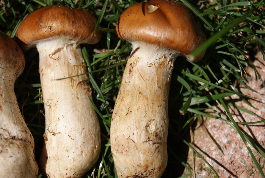 22/7/ cortinarius sp.