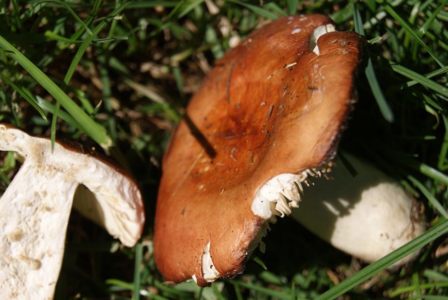 22/7/ russula sp (paludosa)?
