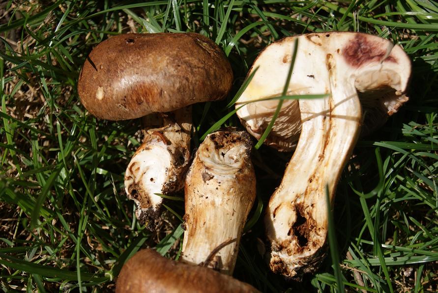giorno 22/7/ cortinarius sp oppure?