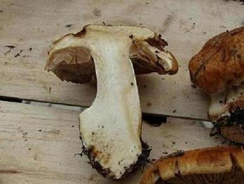 cortinarius crassus?