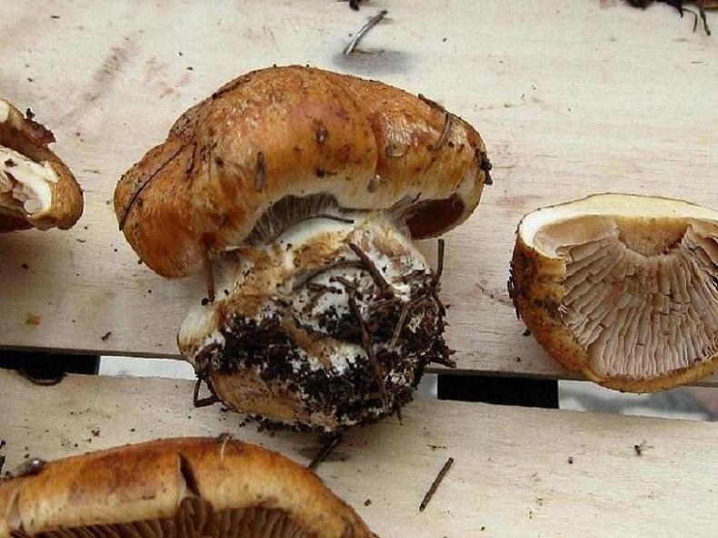 cortinarius crassus?
