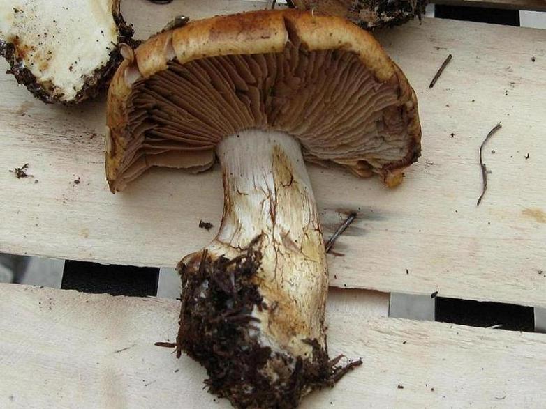 cortinarius crassus?