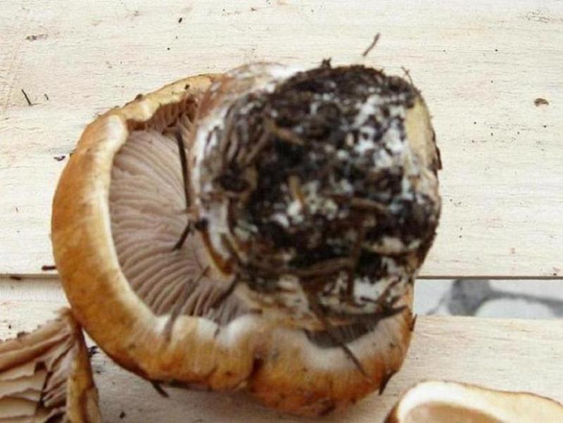 cortinarius crassus?