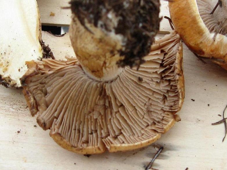 cortinarius crassus?
