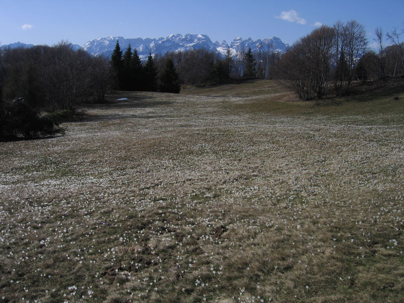 Crocus vernus .....con habitat