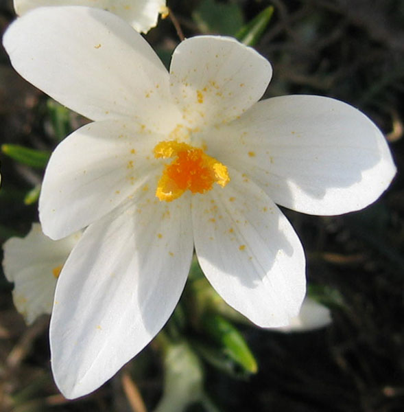 Crocus vernus .....con habitat