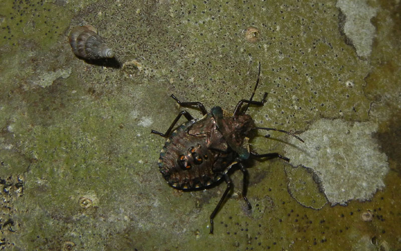 Pentatomidae: Pentatoma (Pentatoma) rufipes del Trentino (TN