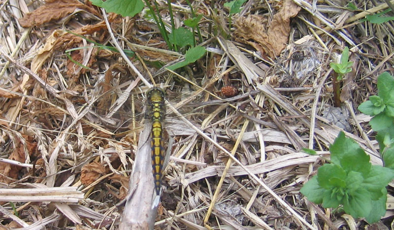 Orthetrum cancellatum.....dal Trentino
