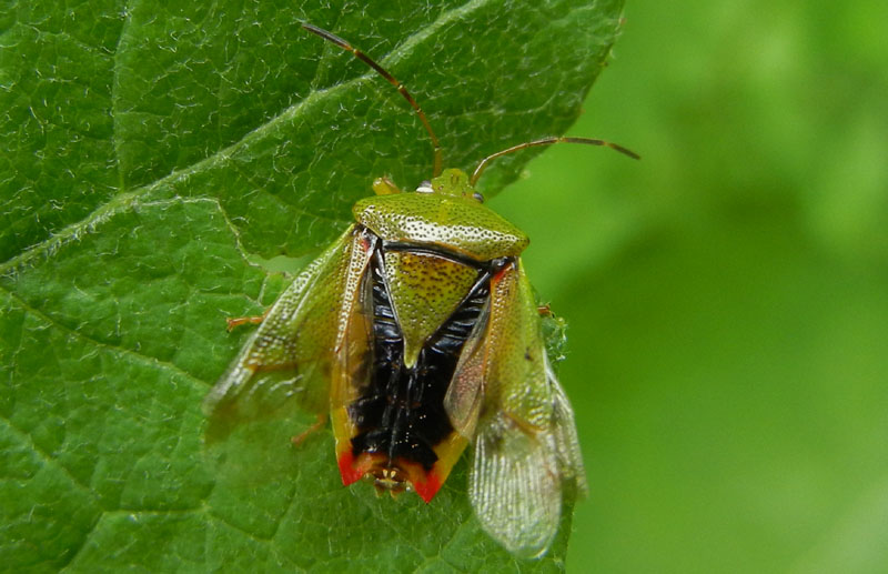 Acanthosomatidae: Elasmostethus cf minor del Trentino (TN)