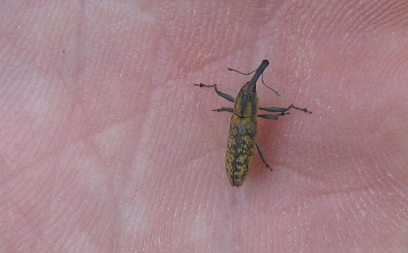 Curculionidae: Lixus sp.