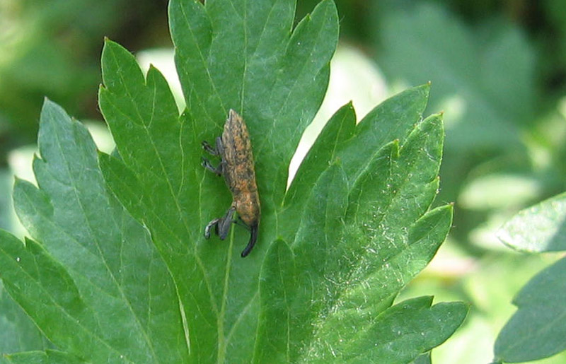 Curculionidae: Lixus sp.