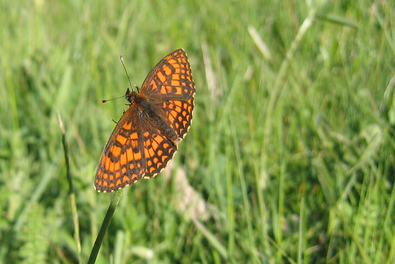 Melitaea athalia ? - Nymphalidae.....dal Trentino