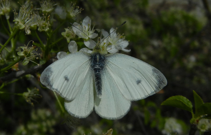 Pieris mannii (m.) - Pieridae.........dalla Valle d''Aosta