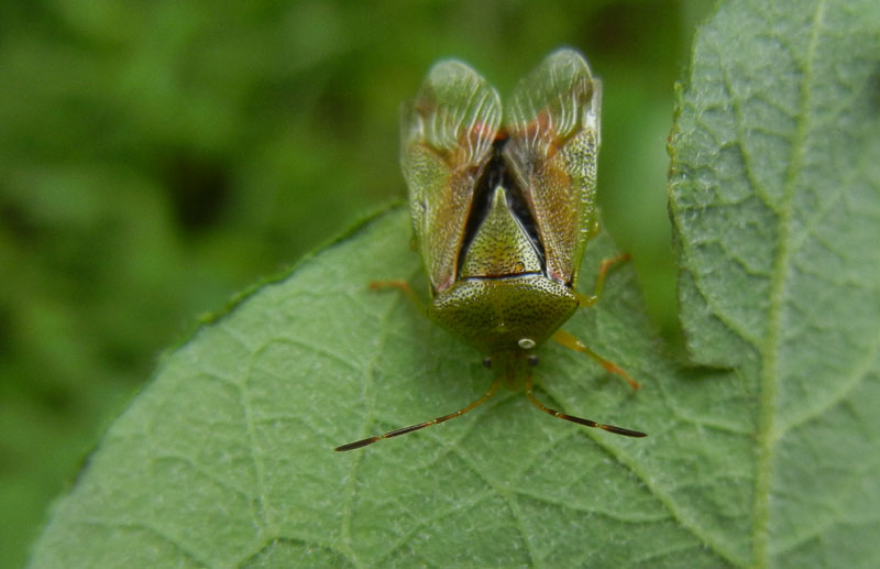 Acanthosomatidae: Elasmostethus cf minor del Trentino (TN)