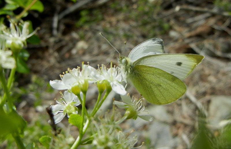 Pieris mannii (m.) - Pieridae.........dalla Valle d''Aosta