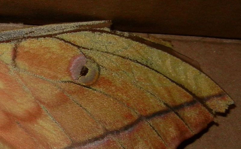 Antheraea yamamai - Saturniidae..........dal Trentino ?