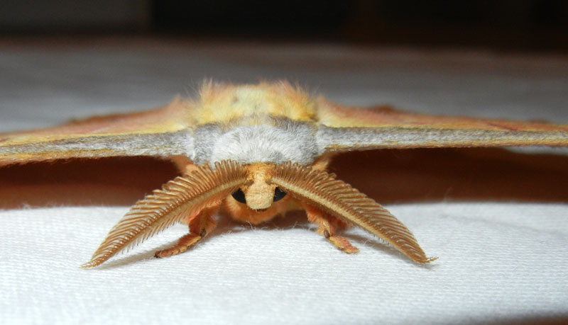 Antheraea yamamai - Saturniidae..........dal Trentino ?