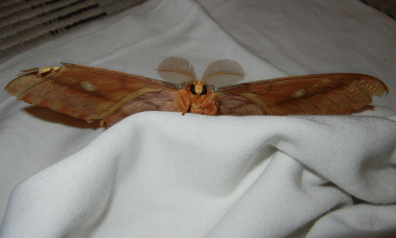 Antheraea yamamai - Saturniidae..........dal Trentino ?