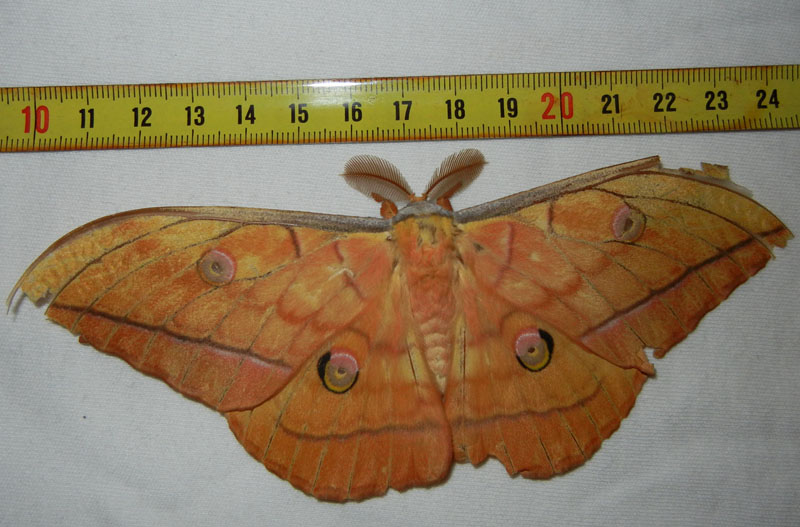 Antheraea yamamai - Saturniidae..........dal Trentino ?