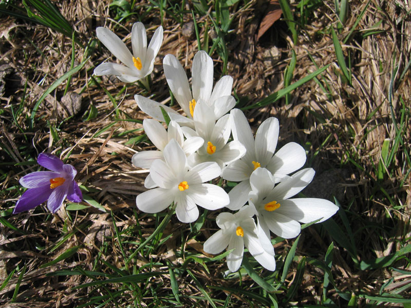 Crocus vernus .....con habitat