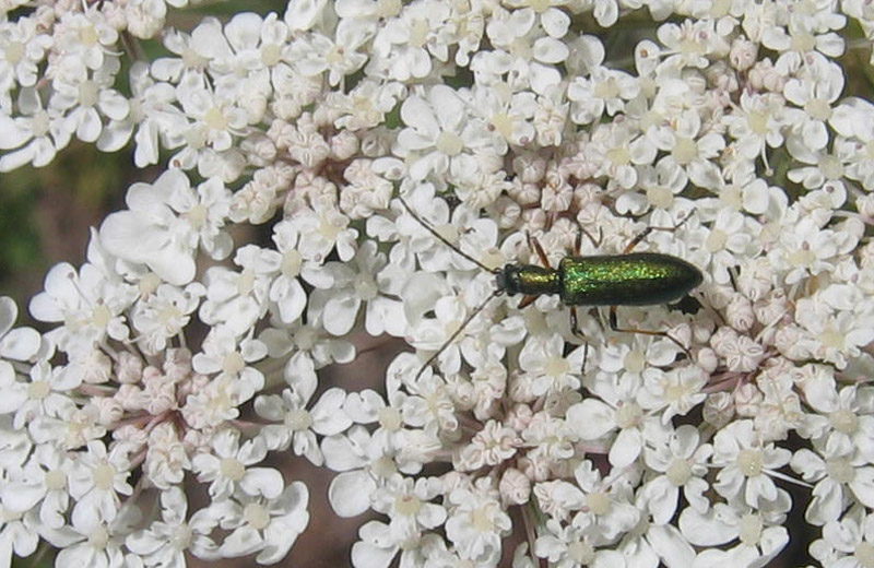 Chrysanthia sp- (Oedemeridae)