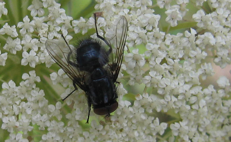 Morellia sp. (Muscidae)....dal Trentino