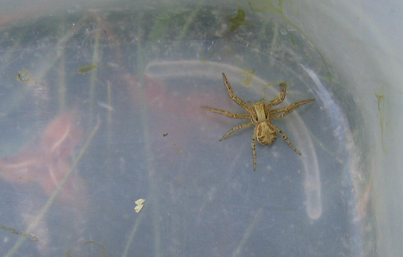 Xysticus sp.
