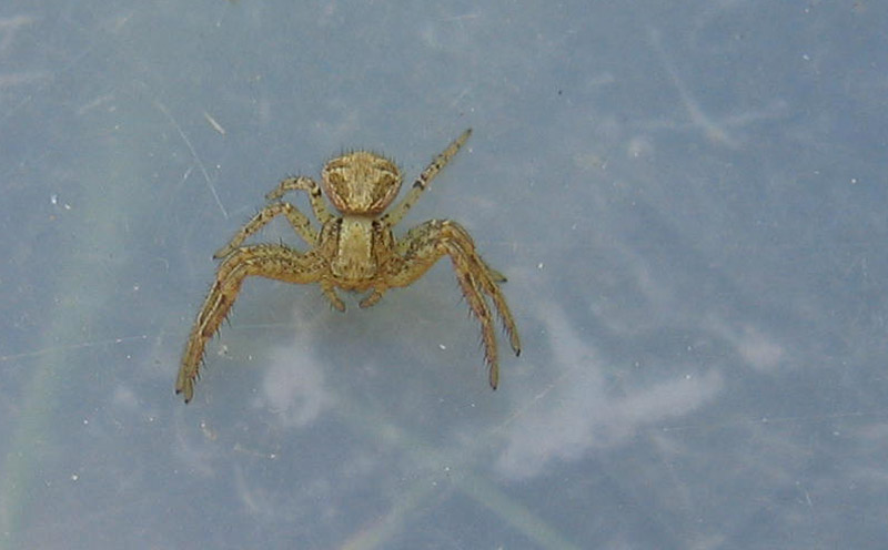 Xysticus sp.