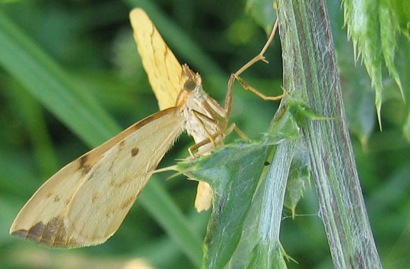 Gandaritis pyraliata - Geometridae........dal Trentino