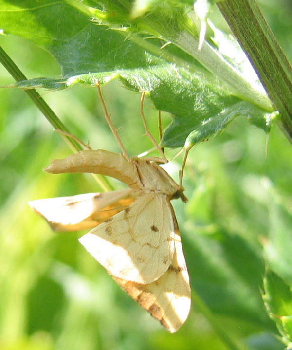 Gandaritis pyraliata - Geometridae........dal Trentino